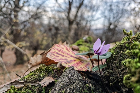 تک عکس / گل پنجه مریم جنگل مازندران