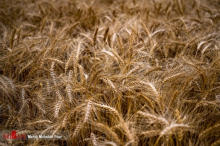تولید بیش از ۱۳ میلیون تن گندم در سال زراعی گذشته