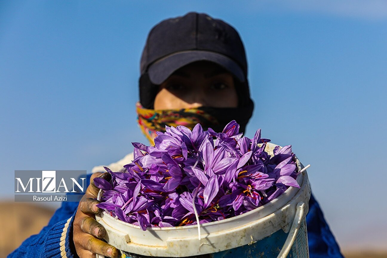 Harvesting begins for Iran’s “Red Gold” in Razavi Khorasan counties