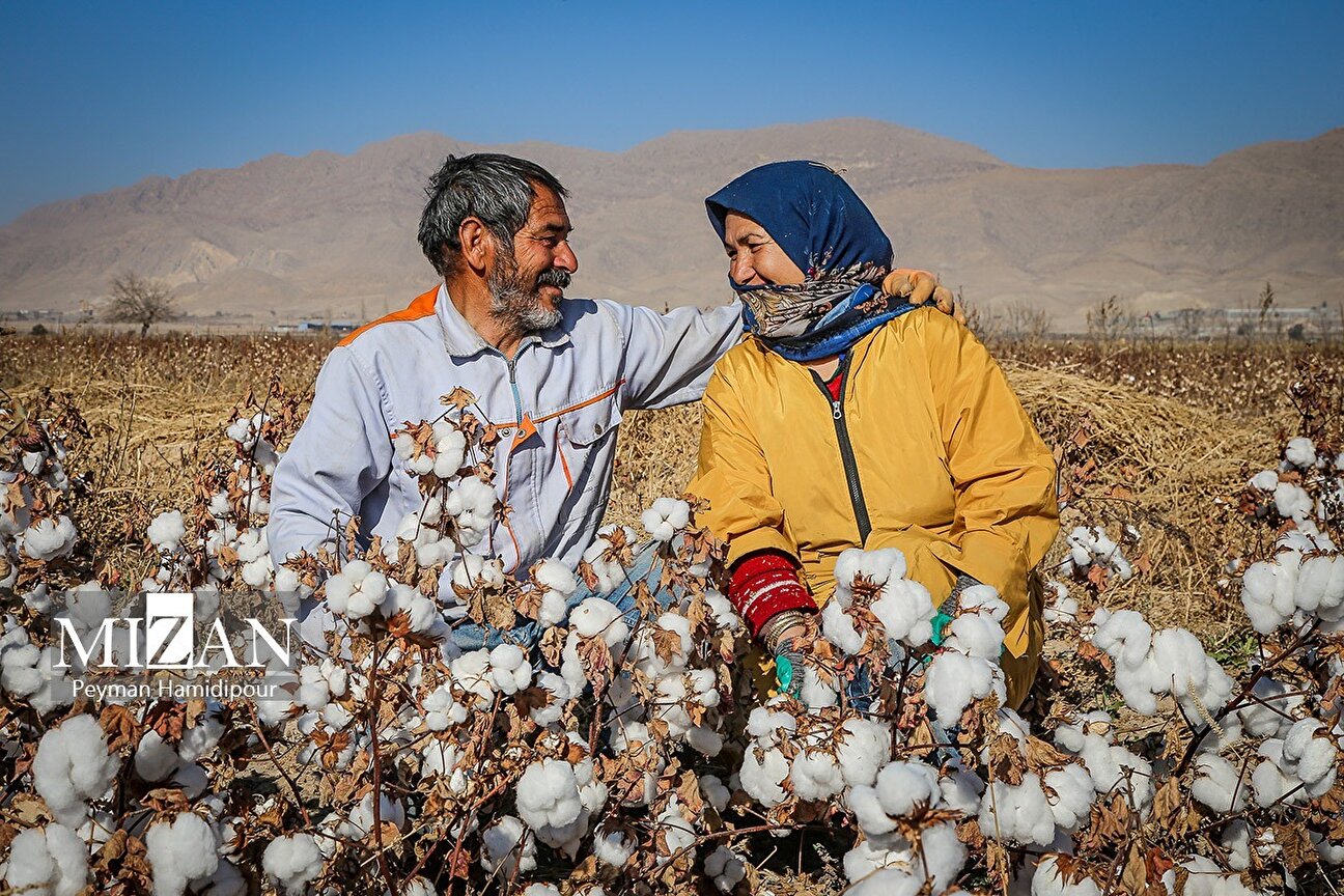 Harvesting White Gold in North Khorasan
