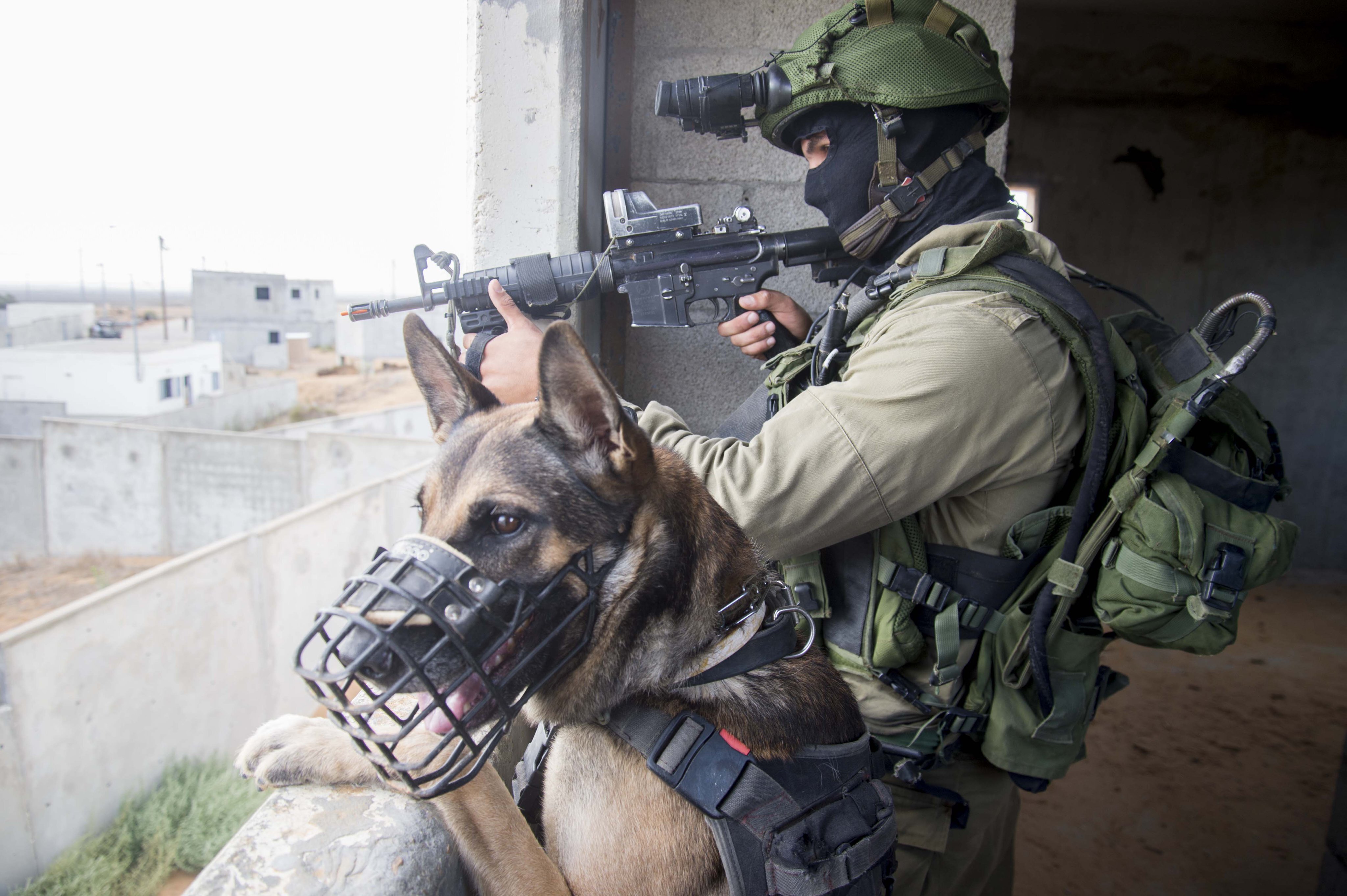 The Netherlands' complicity in Israeli crimes by sending military dogs The Netherlands' complicity in Israeli crimes by sending military dogs