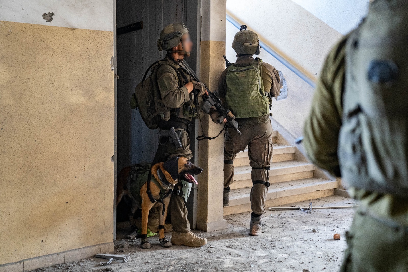 The Netherlands' complicity in Israeli crimes by sending military dogs The Netherlands' complicity in Israeli crimes by sending military dogs
