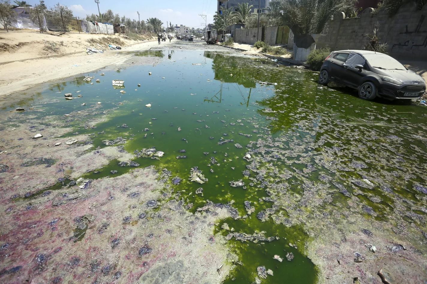 Ecocide and Genocide in Gaza: How war is unmaking an ecosystem