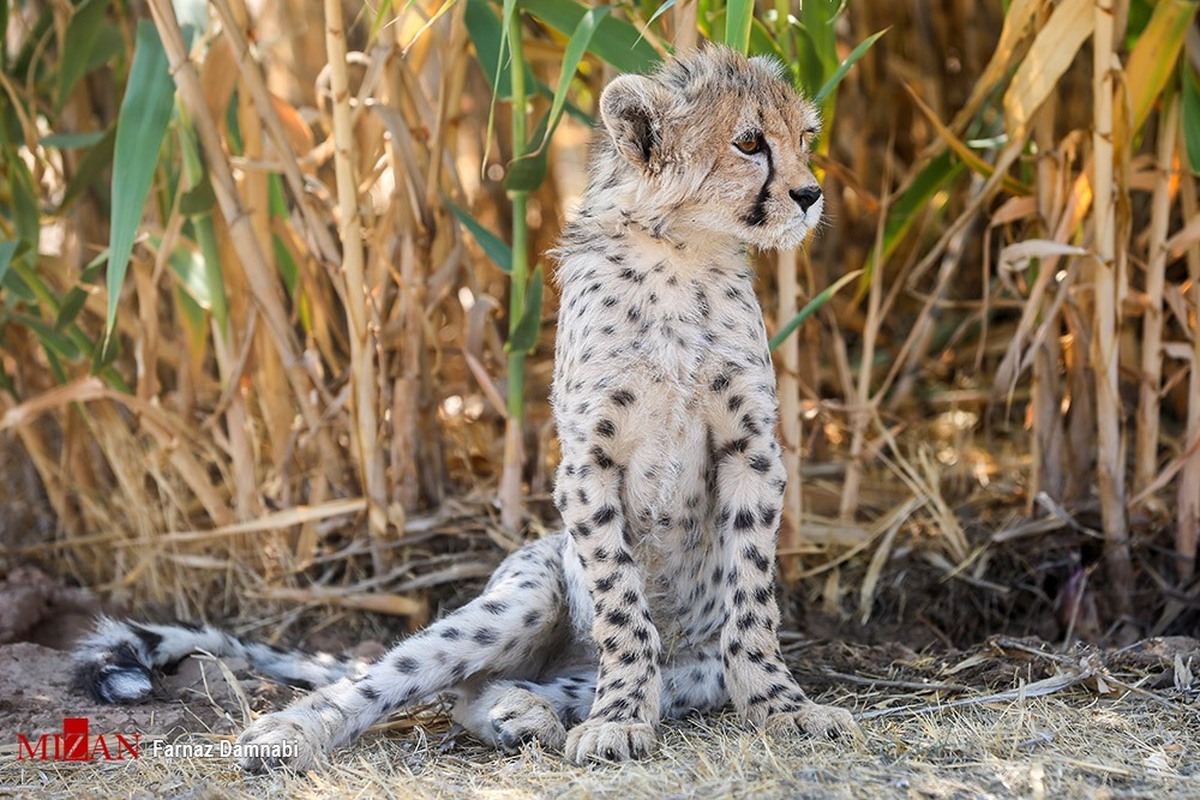 ژن «پیروز» حفظ می‌شود