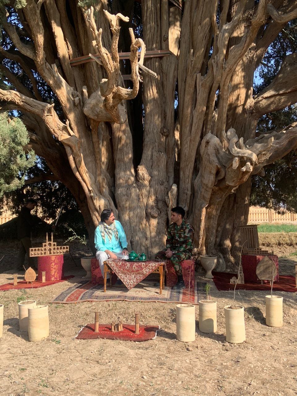 سایه پیرترین سرو آسیا بر برنامه «دار دو»/ ویژه‌برنامه شبکه دو به مناسبت روز درخت‌کاری