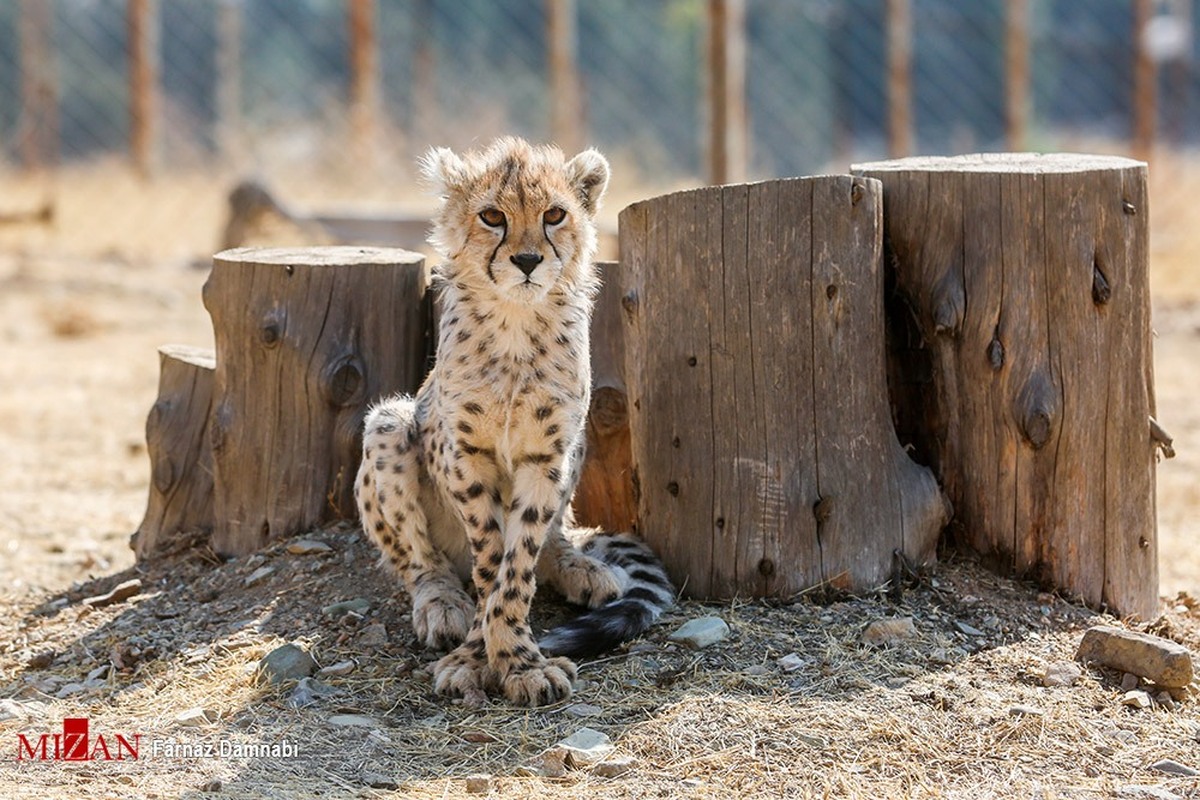همه اسناد پزشکی «پیروز» از تولد تا مرگ موجود است/پروژه تکثیر یوز در اسارت همچنان ادامه دارد