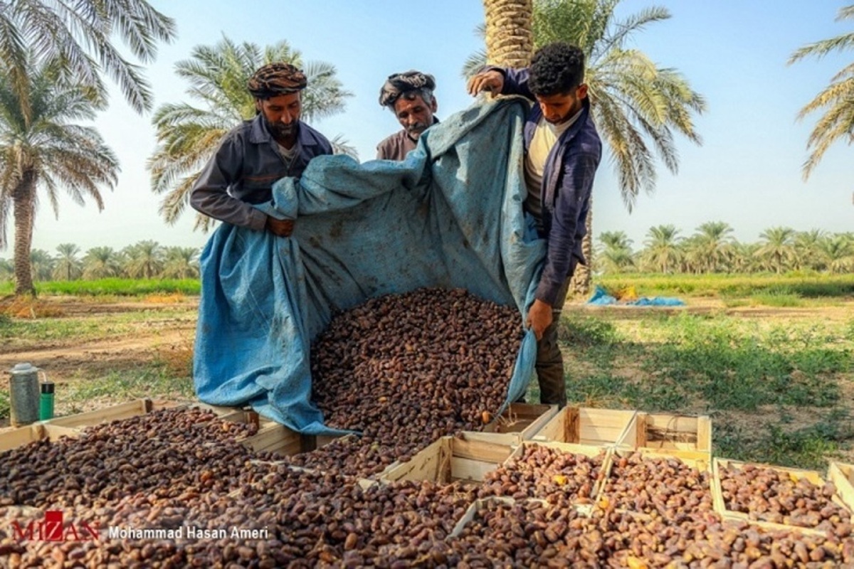 تدارک ۱۰۰ هزار تن خرما برای ماه مبارک رمضان در سراسر کشور