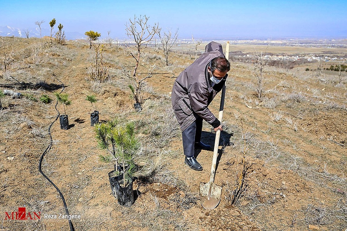 رکورد کاشت همزمان صد هزار درخت در دنیا شکسته شد