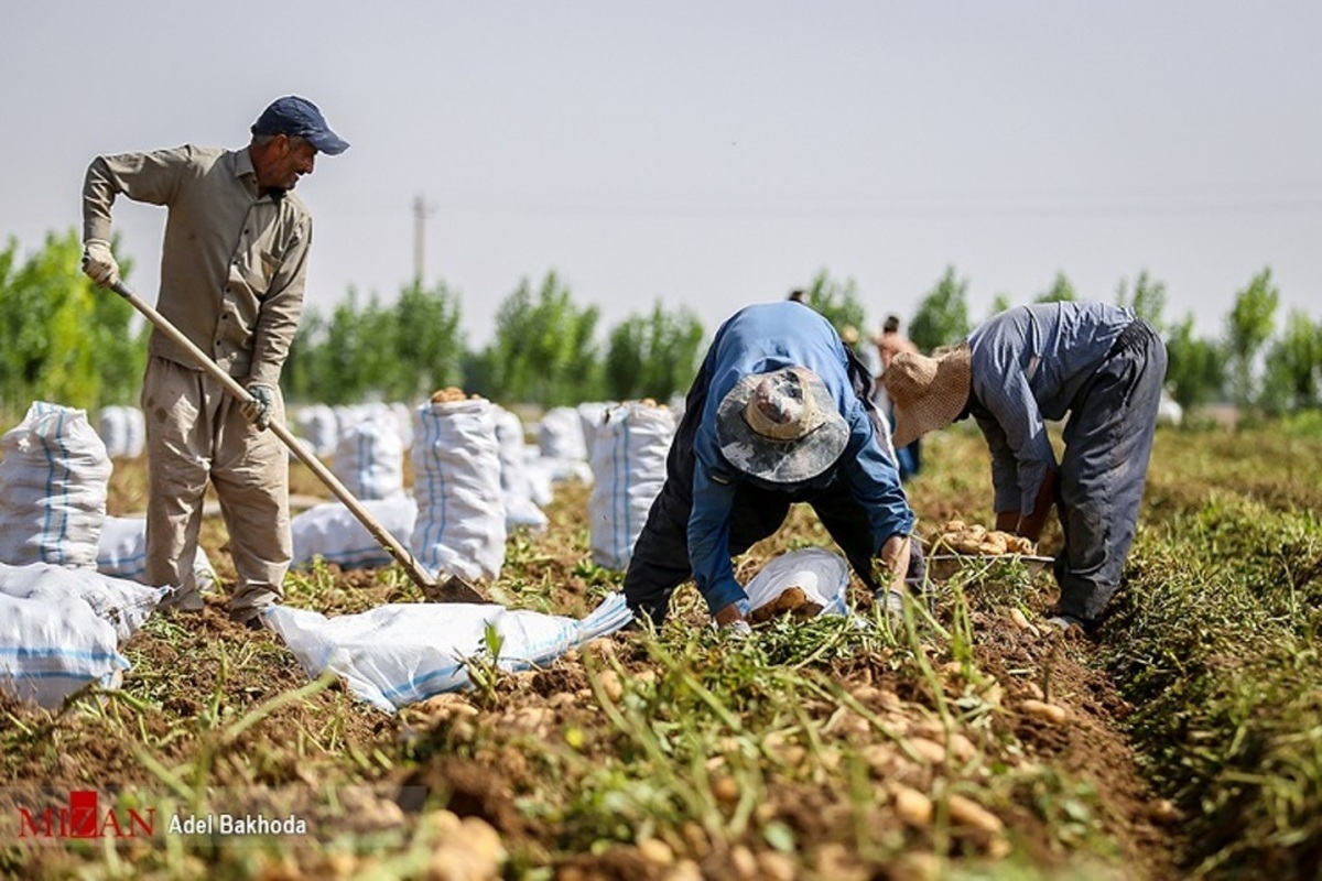 نرخ رشد ارزش‌افزوده کشاورزی به ۳.۷ واحد درصد رسید