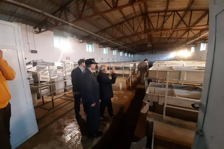 احیای بزرگترین مجموعه تکثیر و پرورش ماهی قزل‌آلا کشور/ دادستان همدان: در صورت تخصیص اعتبارات لازم برای شرکت قزل دانش سالانه از خروج ۵ میلیون دلار ارز جلوگیری خواهد شد