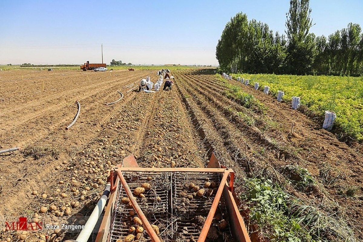 افزایش ۲۸ درصدی تامین ارز واردات اقلام اساسی وزارت جهاد کشاورزی