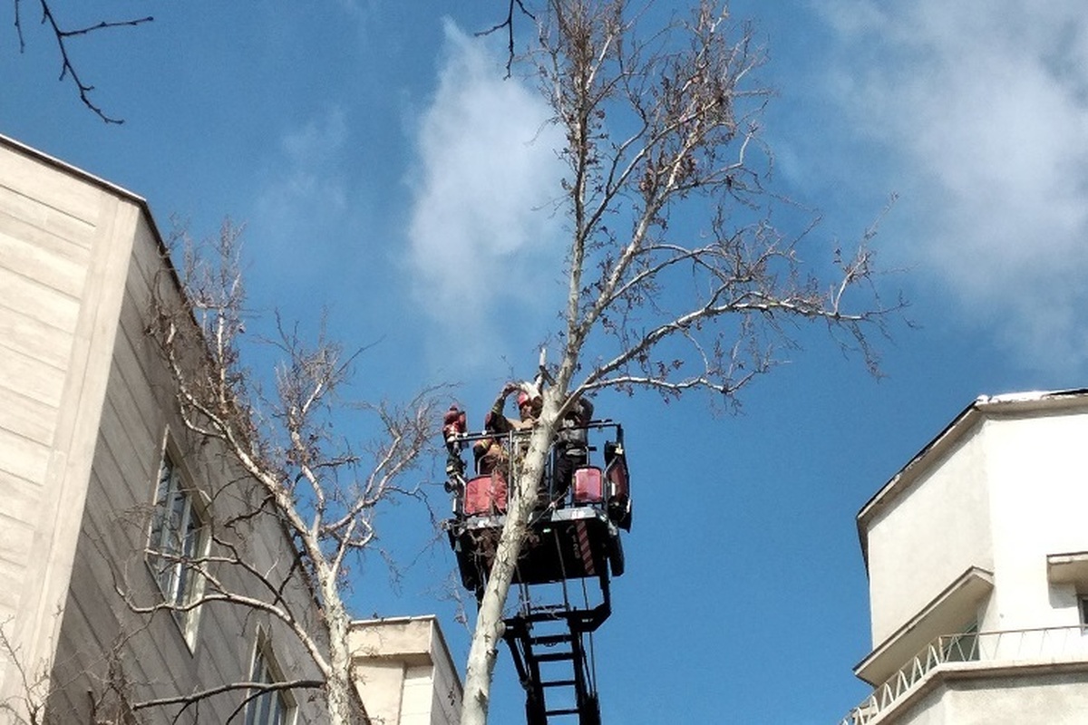 کج شدن درخت کهنسال به دلیل فرونشست زمین در خیابان جامی/ هیچگونه آسیب جانی و مالی به شهروندان وارد نشده است +فیلم