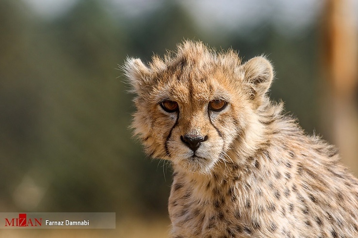 شرایط ناپایدار «پیروز»