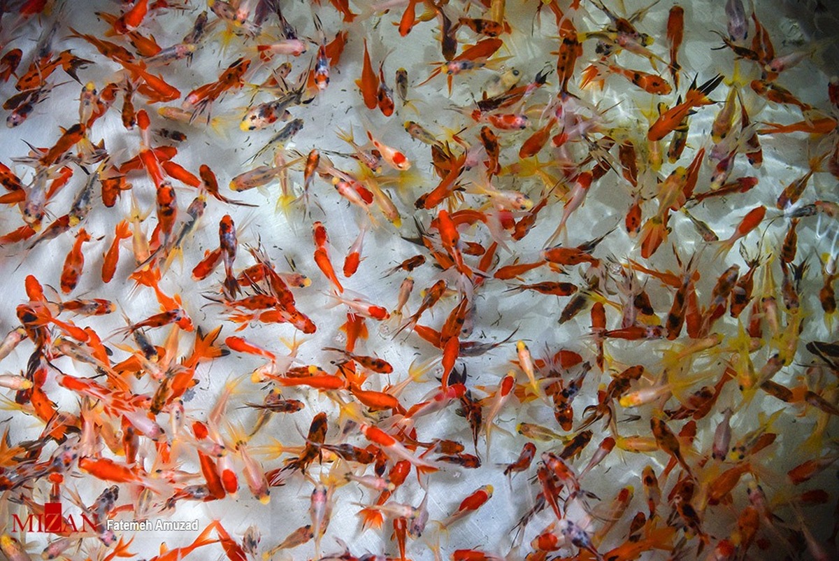 هشدار سازمان دامپزشکی در خصوص رهاسازی ماهی قرمز در روز طبیعت