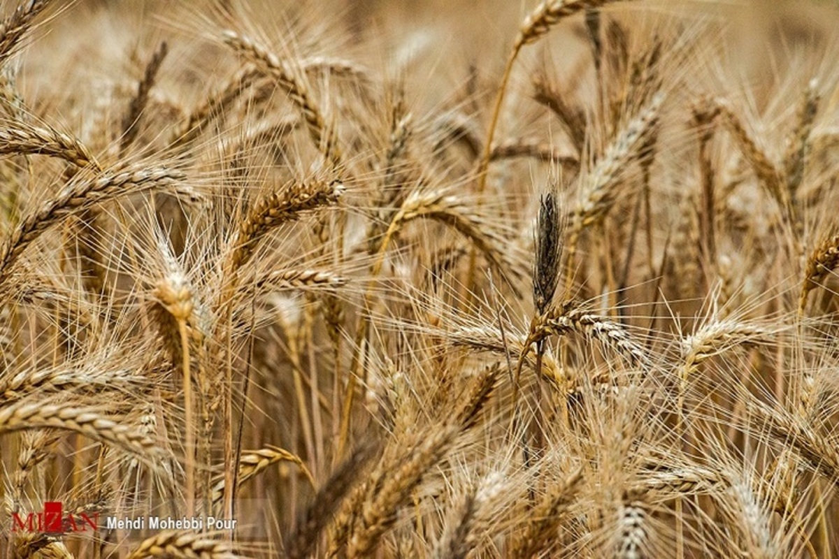 پیش‌بینی خرید ۸.۵ میلیون تنی گندم در سال زراعی جاری