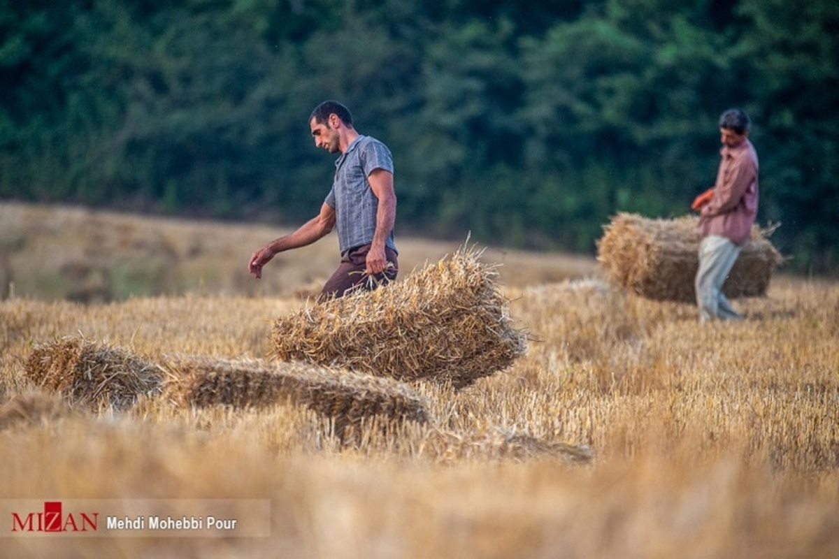 برآورد افزایش ۳۰ درصدی تولید گندم در کشور