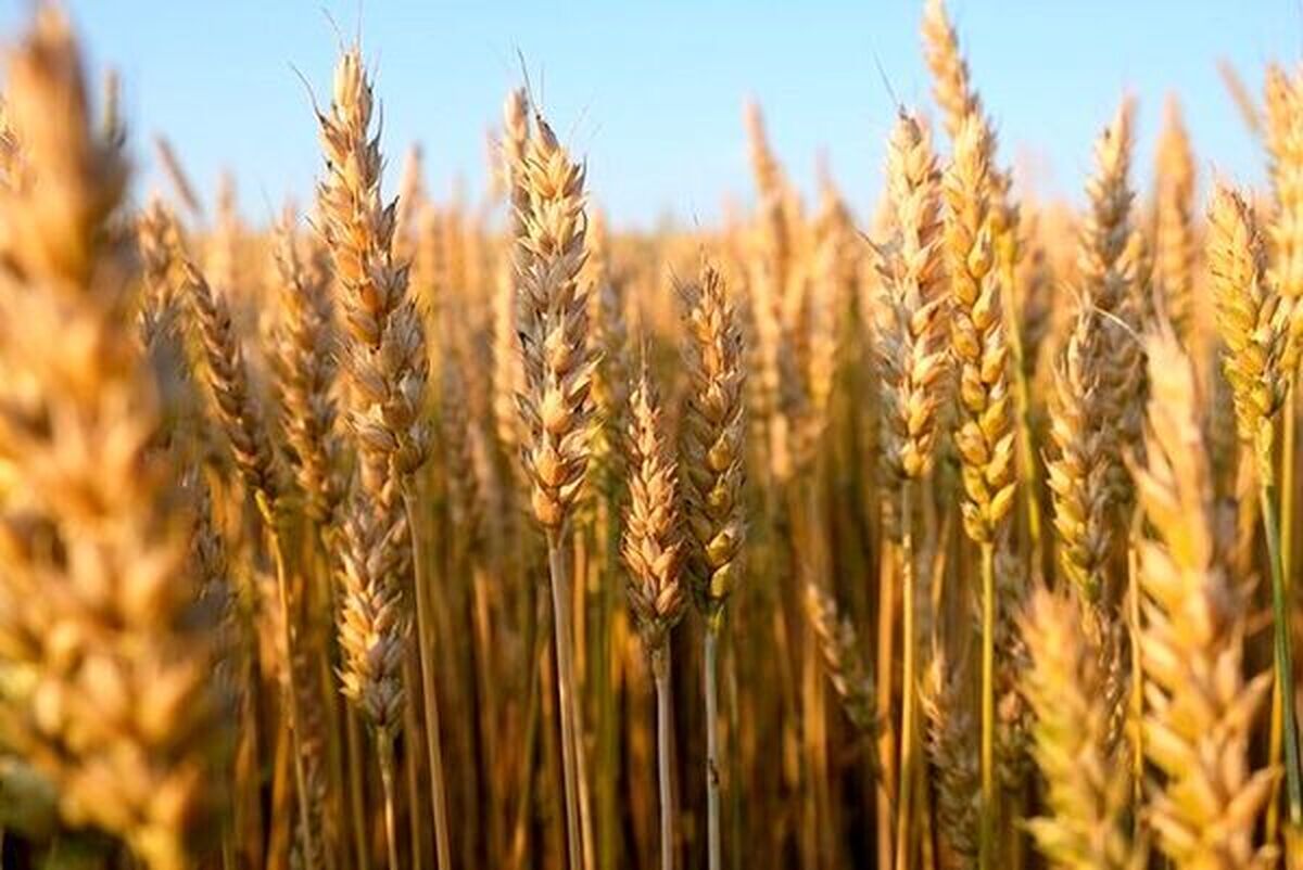 پیش‌بینی خرید ۸ تا ۸.۵ میلیون تن گندم از کشاورزان