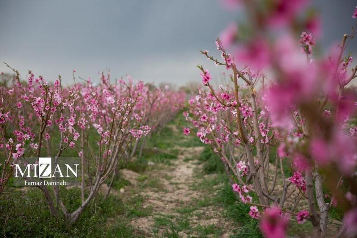 نکاتی که باید در خصوص حساسیت‌های فصلی بدانیم/ تفاوت‌های آلرژی با کرونا