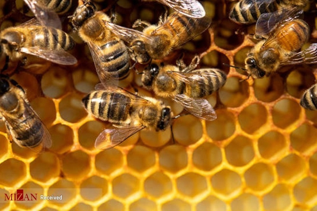 ایران دومین تولیدکننده بزرگ عسل در جهان