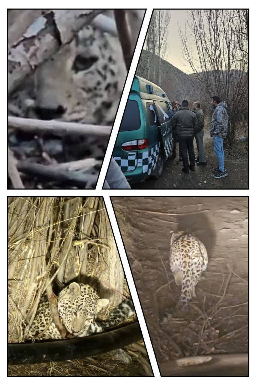 نجات یک قلاده پلنگ در شرق استان تهران