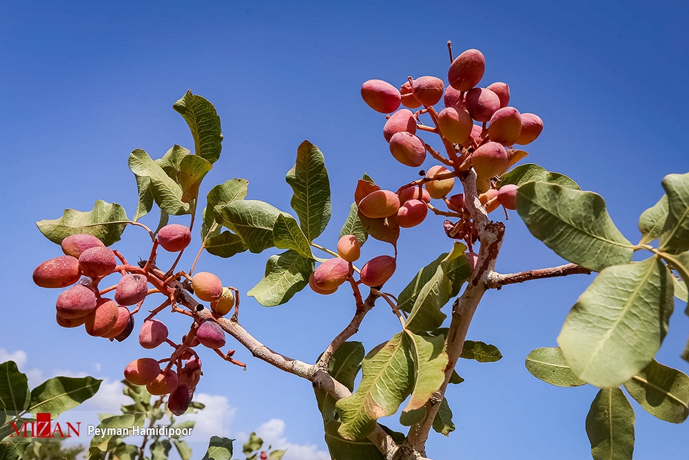 دپو یکشنبه/ایجاد اشتغال برای ۶۵ درصد زندانیان/۱۲۰ دار قالی در بزرگترین کارگاه های قالی بافی زندان استان مرکزی/۹۸۰ واحد تولیدی و ۴ هزار محصول تولیدی/اختصاص بخشی ازعایدات بنیاد تعاون به انجمن حمایت از زندانیان/۱۰ نفر از زندانیان پس از پایان دوره محکومیت در کارگاه اصلی مبلمان یک کارآفرین مشغول به کار شدند