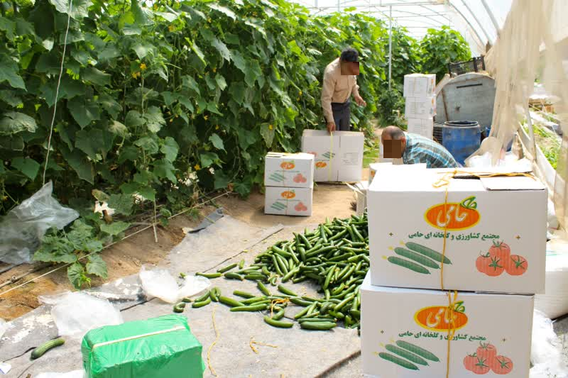 زندگی پس از زندان؛ دغدغه این روز‌های دستگاه قضا/ از مهارت‌افزایی تا تسهیلات اشتغالزایی/ بیش از هزار و ۲۰۰ زندانی اردبیلی صاحب شغل شدند