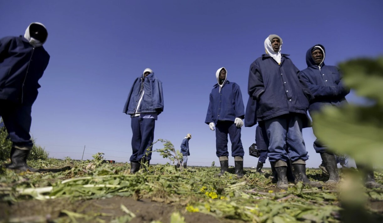 افشاگری درباره رابطه برند‌های غذایی محبوب آمریکا با کار اجباری در زندان‌ها