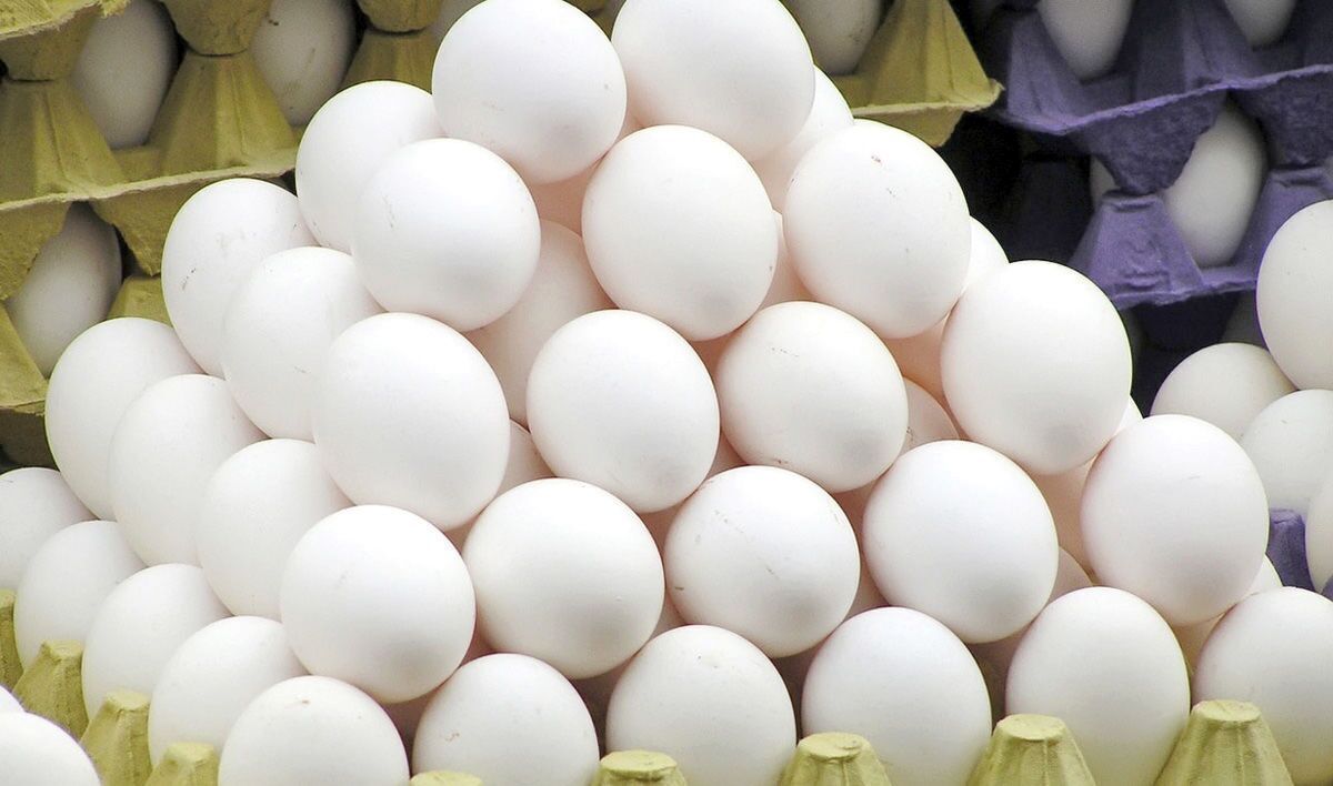 ۱۰۰ هزار تن تخم‌مرغ در سال ۱۴۰۲ به خارج کشور صادر شد