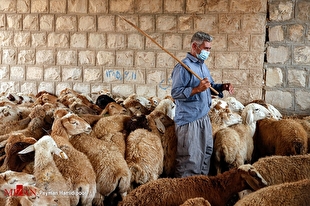 تولید گوشت قراردادی اجرا می‌شود
