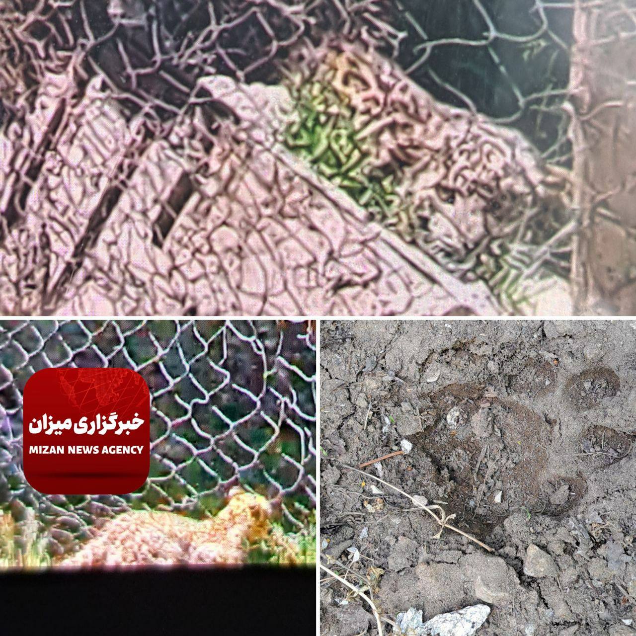 مشاهده پلنگ در منطقه کردان مشاهده پلنگ در منطقه کردان