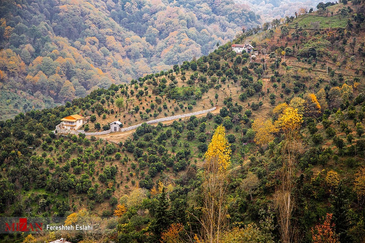 لزوم تشکیل اکیپ‌های کارشناسی برای تهیه طرح تفصیلی جنگل‌های هیرکانی