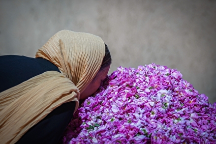 جشنواره گل و گلاب