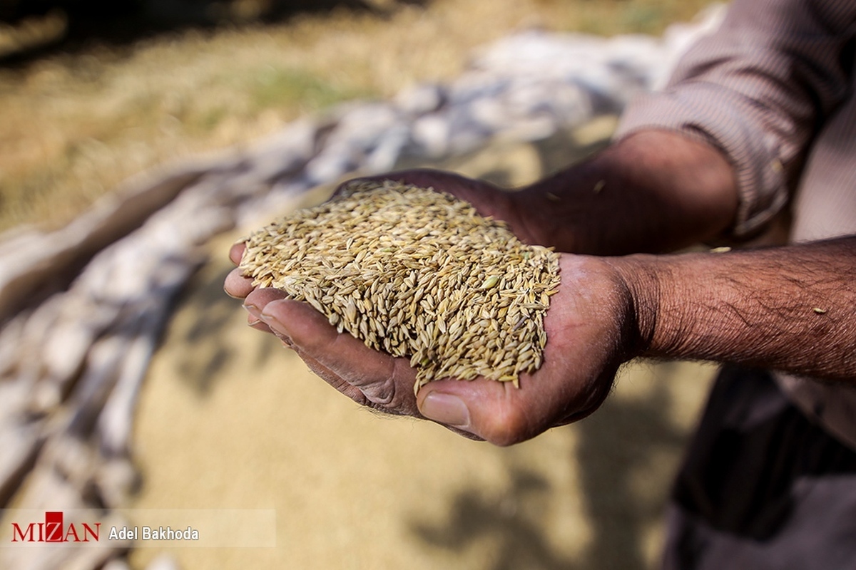 قیمت خرید گندم فردا نهایی می‌شود؛ ۱۵ هزارتومان تصویب نشد