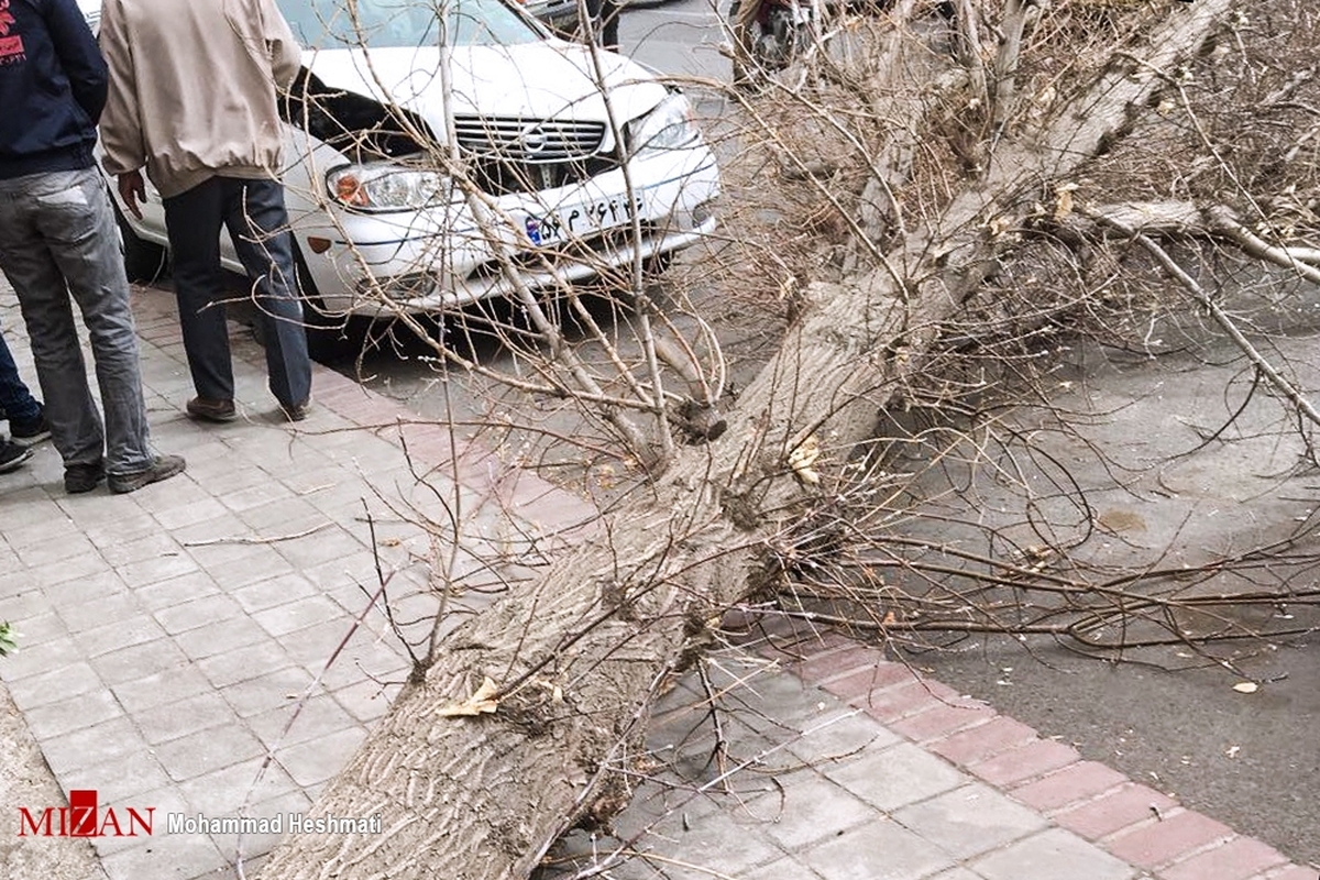 سقوط یک اصله درخت در نزدیکی میدان تجریش باعث مسدود شدن خیابان ولیعصر (عج) شد