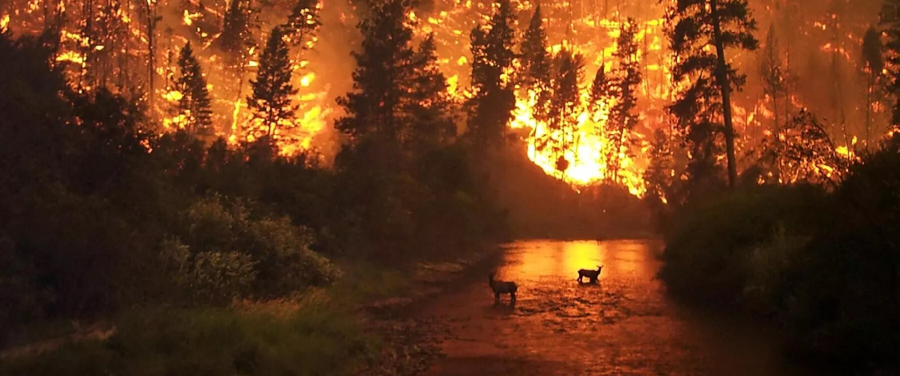 کانادا همچنان در آتش؛ گسترش آتش سوزی‌های جنگلی به شرق