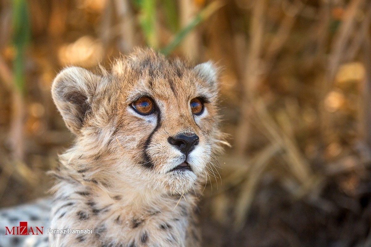 سلاجقه: راه‌اندازی دوره‌های کارشناسی ارشد و دکتری حیات وحش برای نجات گونه‌های در معرض خطر ضروری است