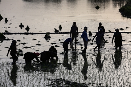 آغاز نشاء برنج - کلات