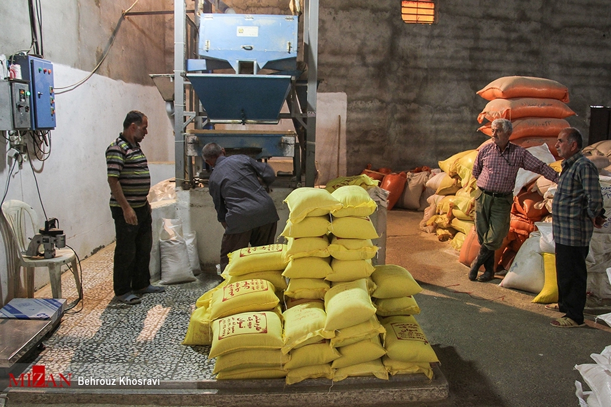 برنج کشاورزان در حال آفت‌زدن است/ لزوم مساعدت قوای سه‌گانه در خصوص ۵۰۰ هزار تن برنج دپو شده