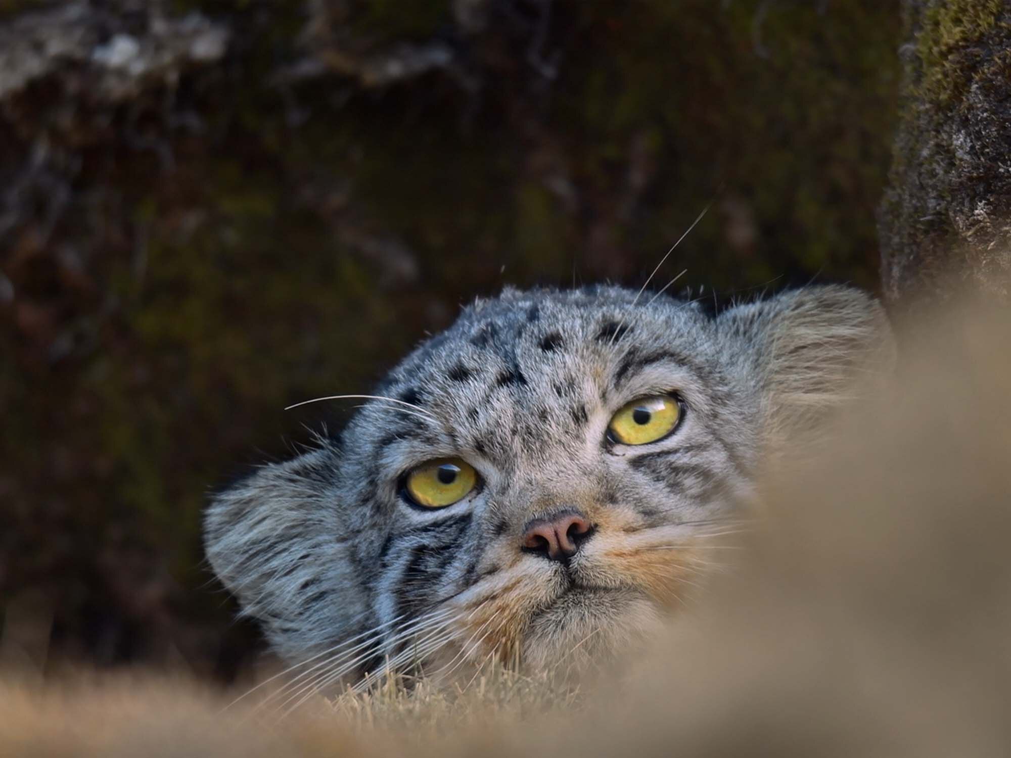 «ملکه مخملی» به شبکه مستند میآید «ملکه مخملی» به شبکه مستند میآید