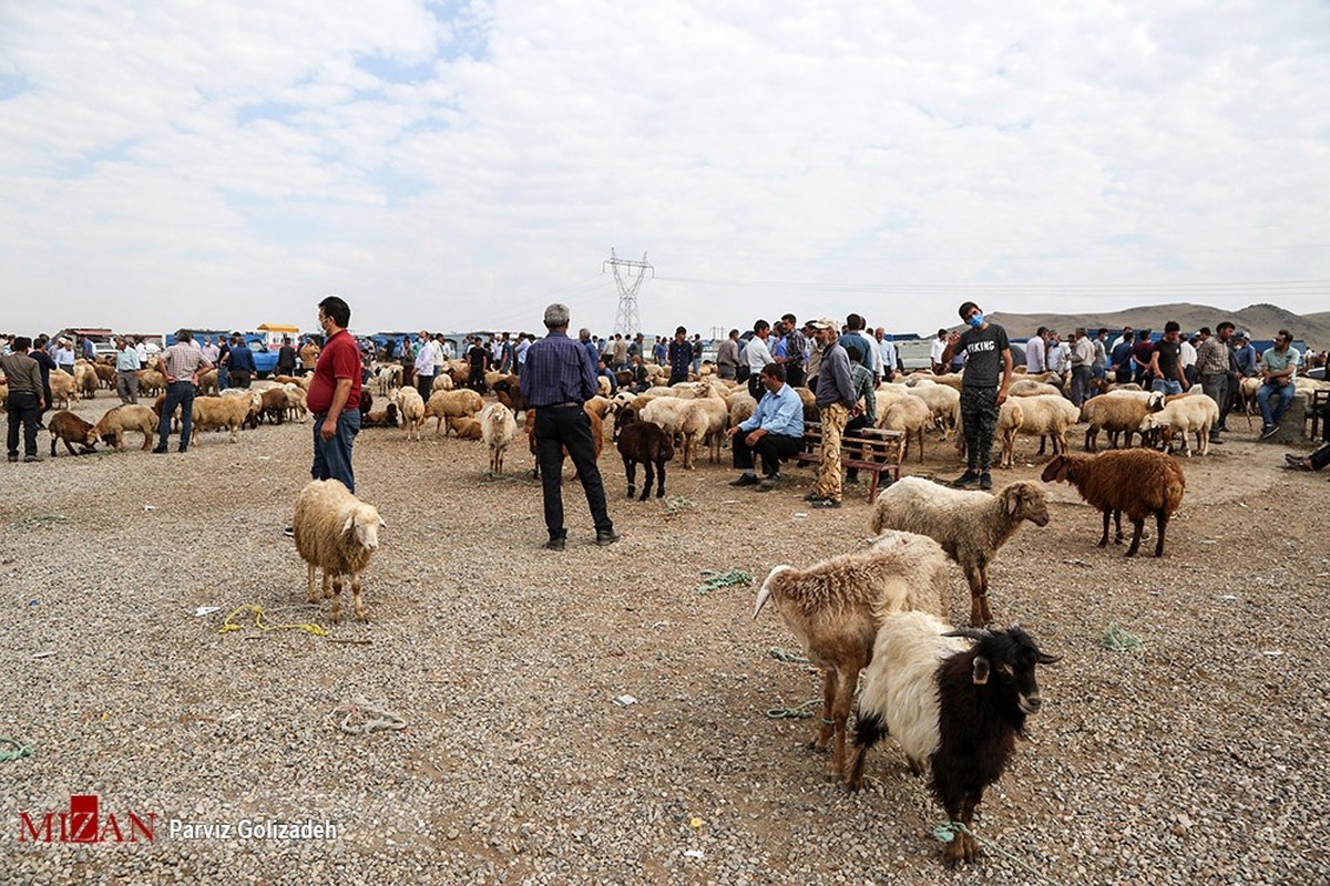 توصیه‌هایی برای پیشگیری از ابتلا به تب کریمه کنگو در فصل گرما/ حجاج در معرض خطر نیستند