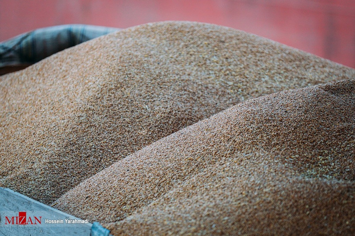 تخلیه بیش از ۷۱هزار تن گندم در بندر شهید رجایی