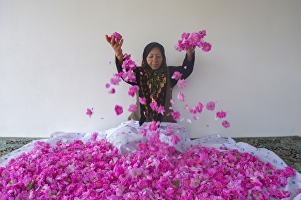 برداشت گل محمدی - چهار محال و بختیاری