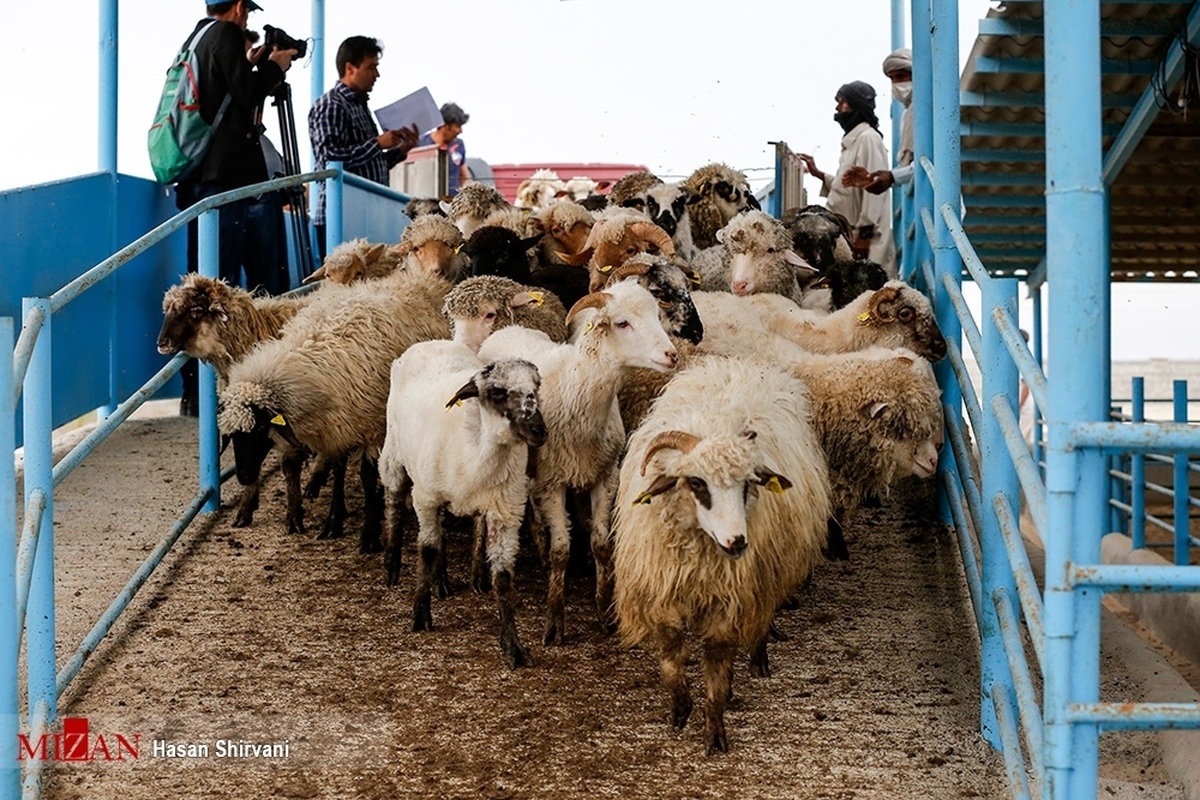 افزایش قیمت دام زنده مقطعی است/ ثبات به بازار برمی‌گردد