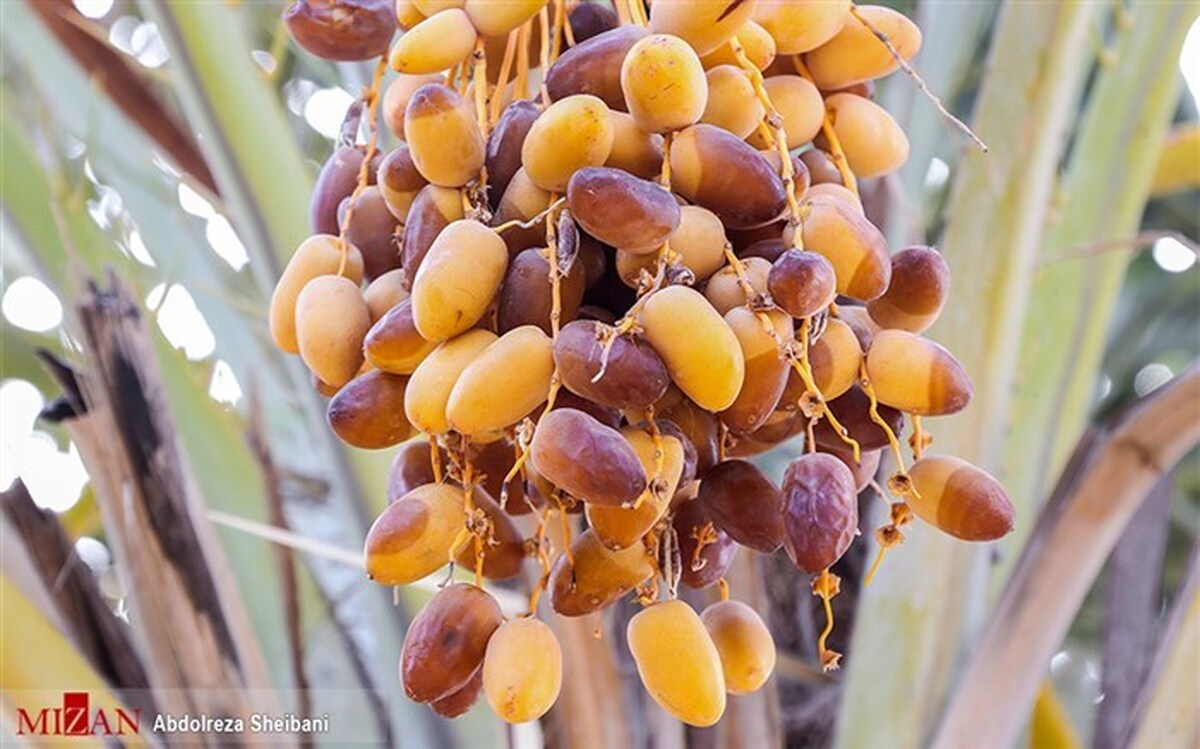 سرانه مصرف خرما به‌ازای هر نفر در ایران ۷ و نیم الی ۸ کیلوگرم است/ نرخ خرما چند؟