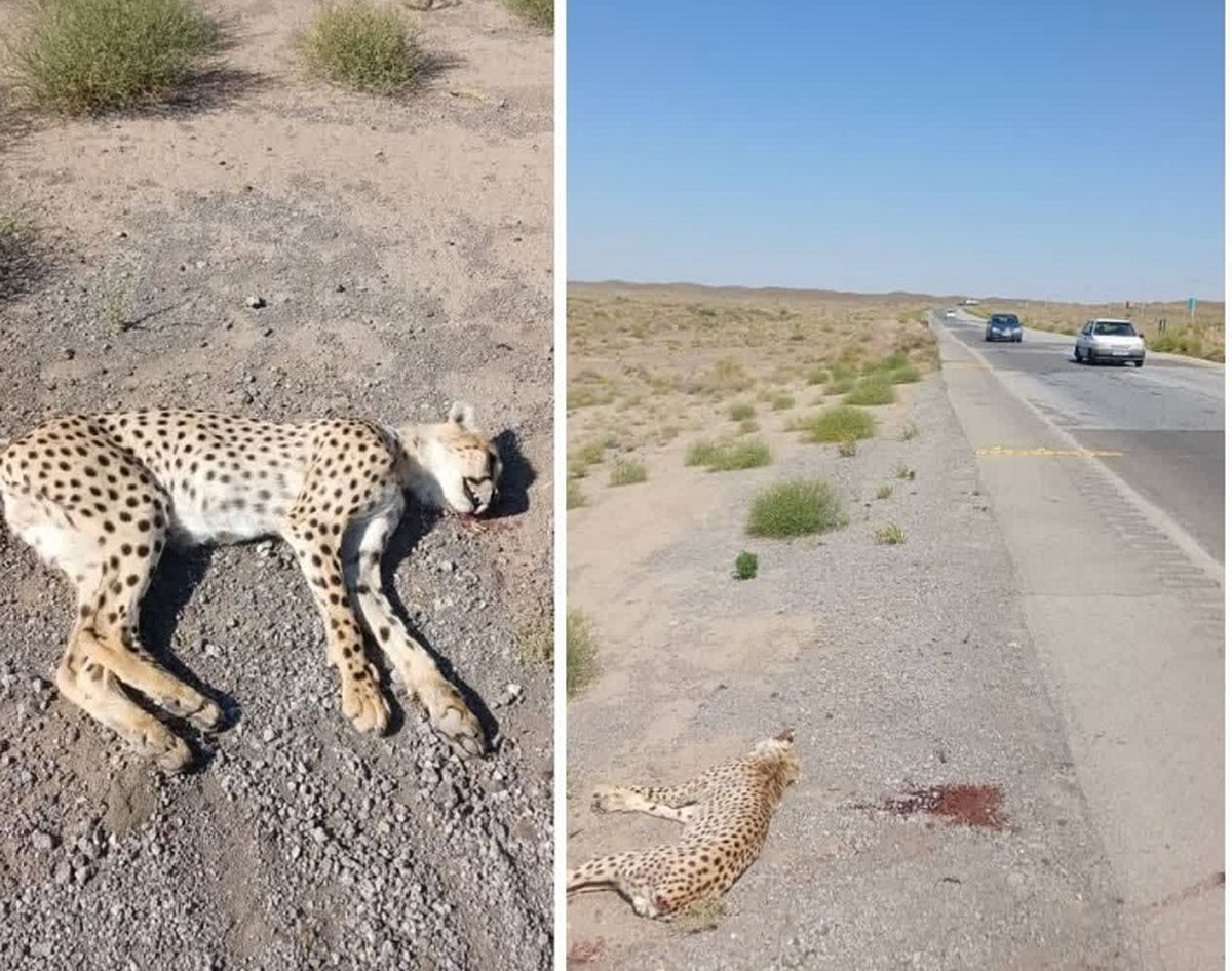 تلف شدن یوزپلنگ براثر تصادف جاده‌ای در استان سمنان