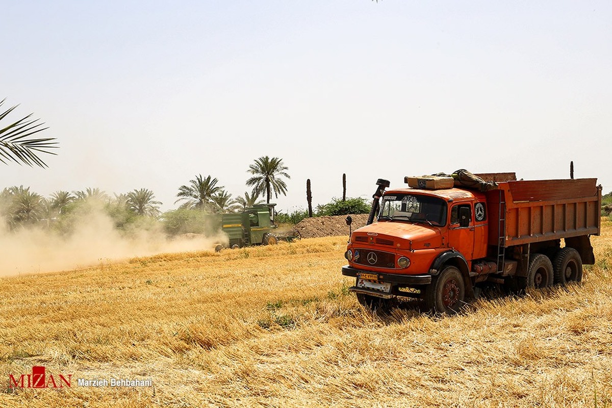 هشدار دادگستری استان خراسان جنوبی به دلالان خارج از شبکه و قاچاقچیان گندم