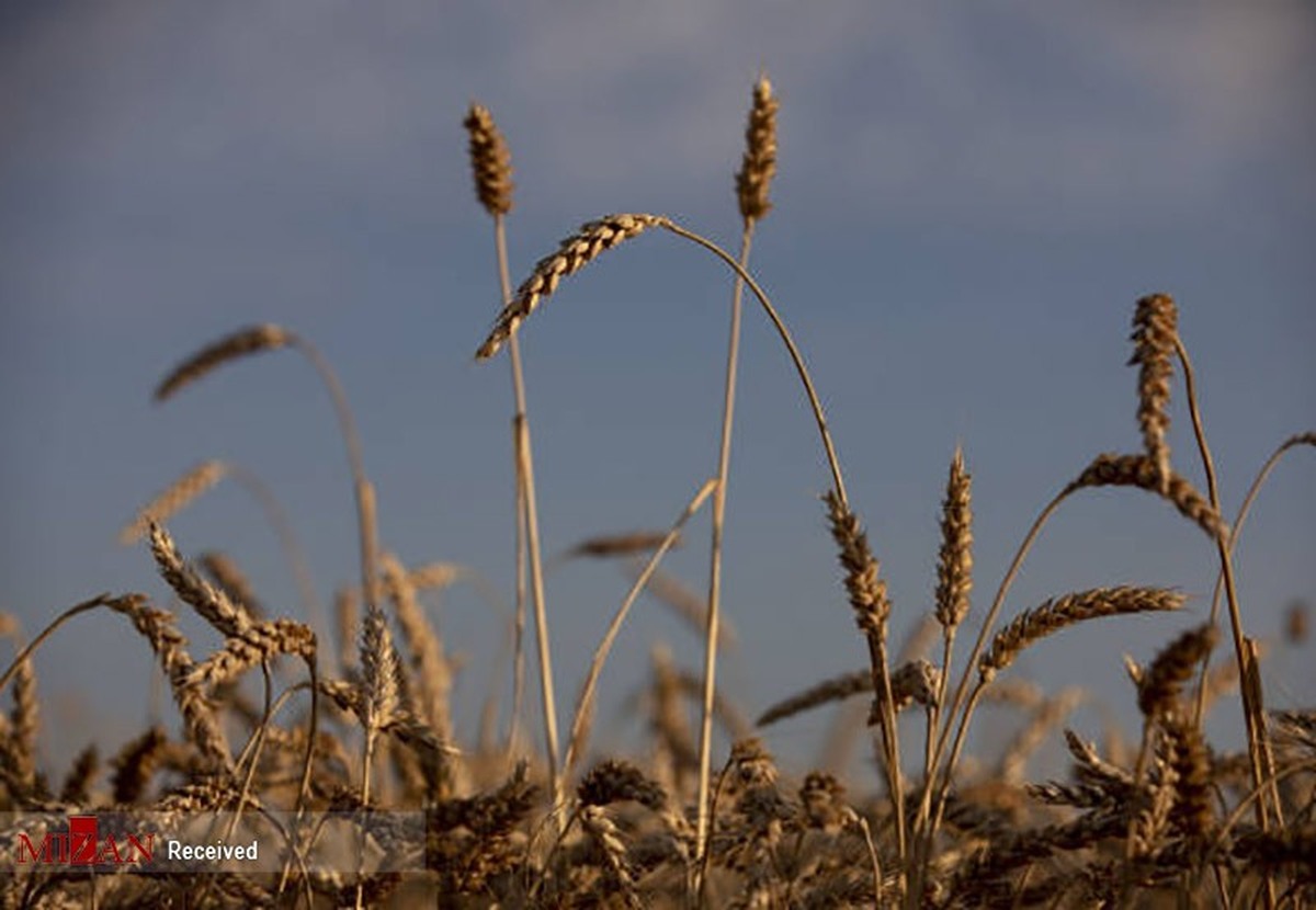 رکورد خرید گندم در خوزستان شکسته شد