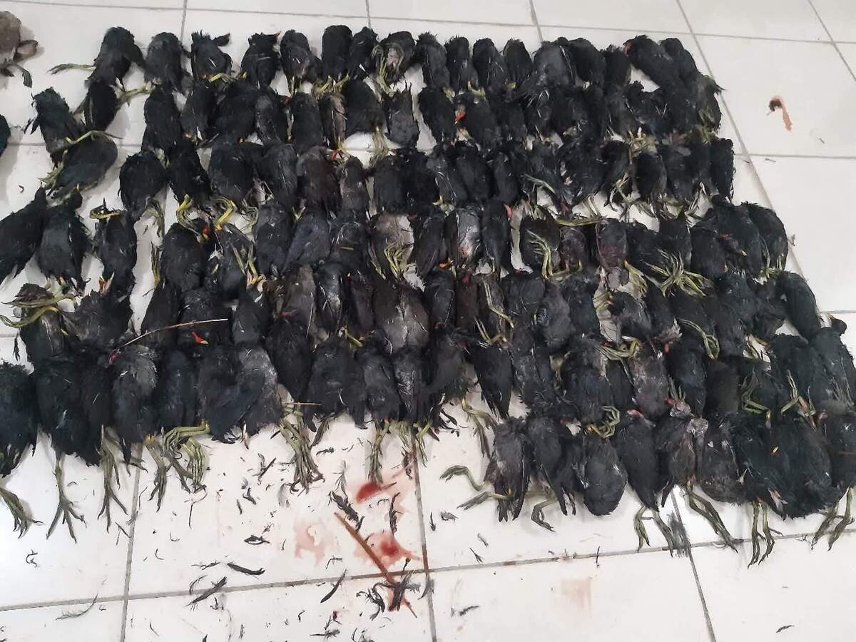 ۱۵۷ قطعه پرنده شکار شده از بازار شهرستان دشت آزادگان کشف و ضبط شد
