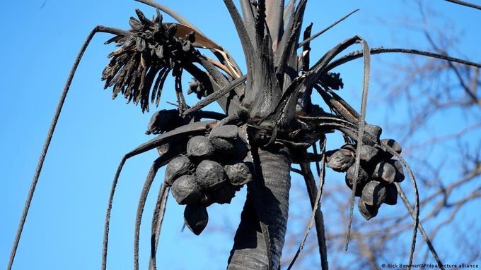 افزایش تلفات آتش‌سوزی «مائوی» در آمریکا به ۱۱۰ نفر/ بزرگ‌ترین شهر شمالی کانادا تخلیه شد