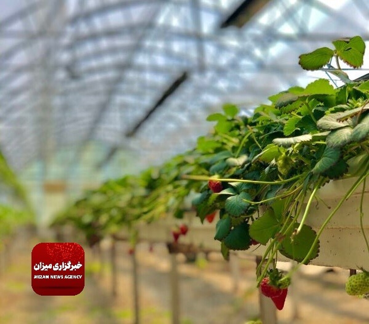 شکوفایی یک گلخانه توت‌فرنگی با حمایت‌های دستگاه قضا